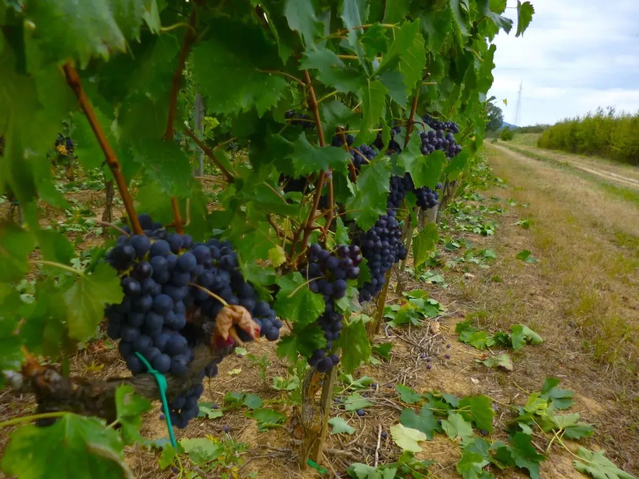 Route afbeelding slider