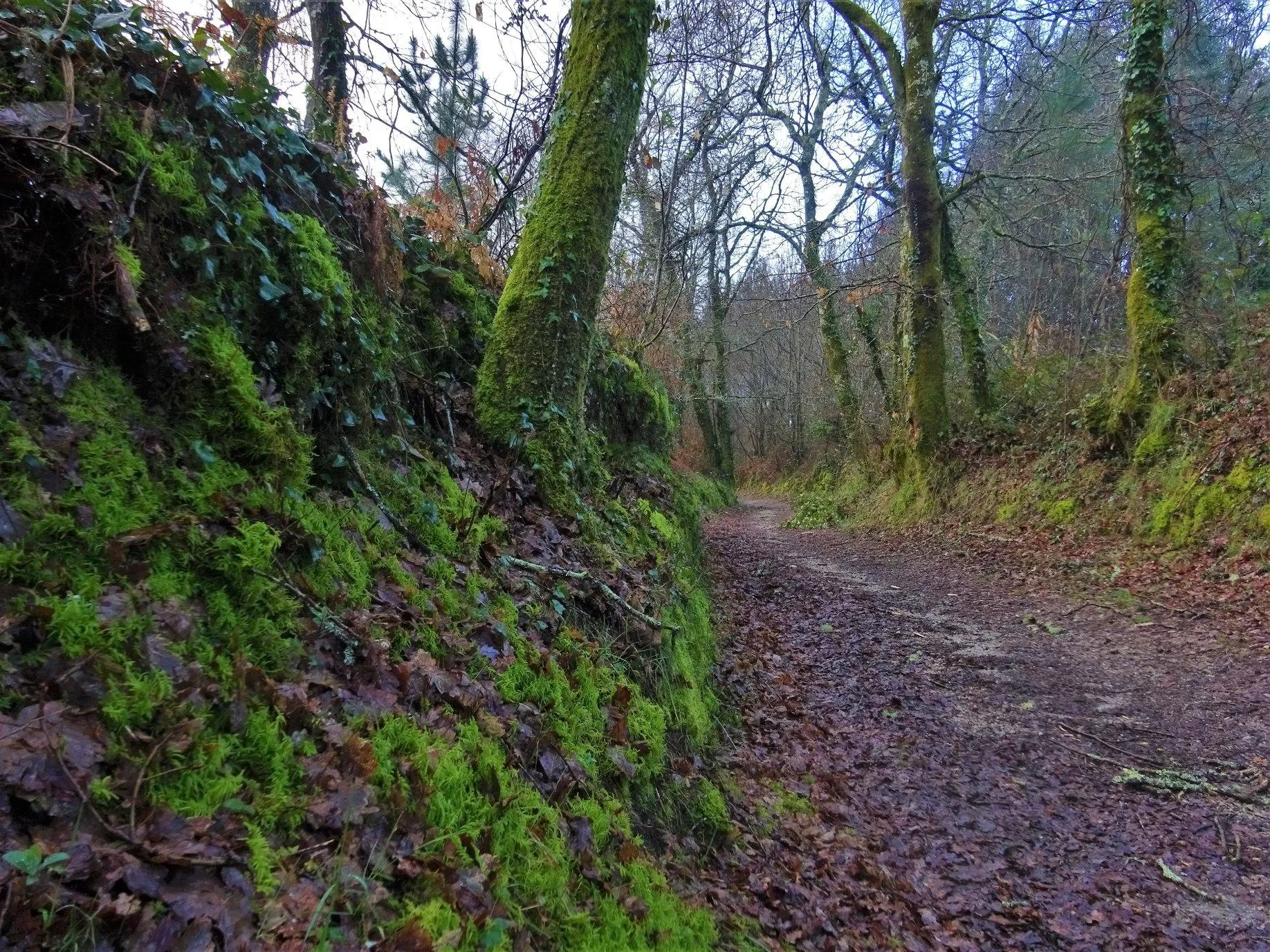 Lugo – Santiago de Compostella route afbeelding